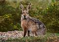 Brown Hare